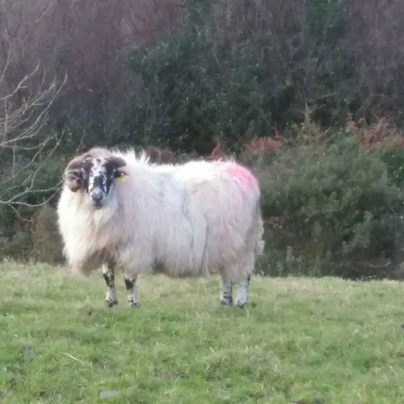 Tranquil Near Kenmare Апартаменты Lamanagh