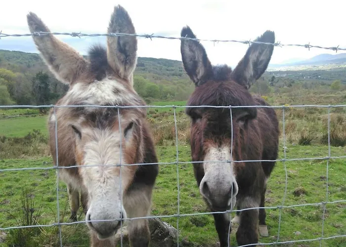 Tranquil Near Kenmare * Lamanagh