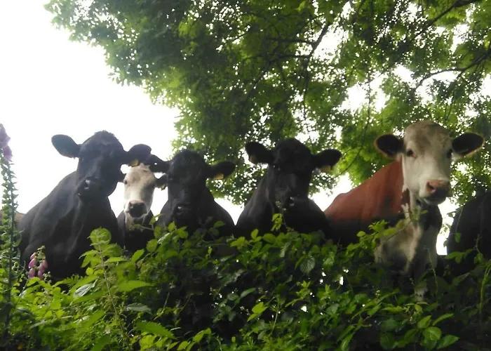 Tranquil Near Kenmare